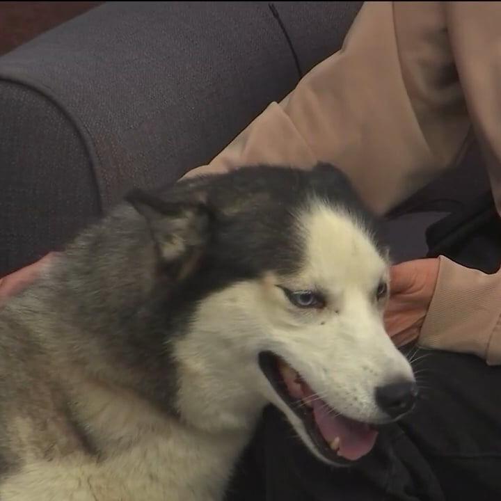 Allen County Dog Warden brings in a husky ready for adoption